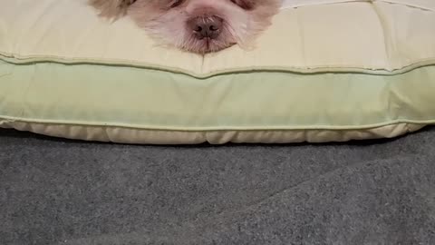 Momo sleeping on pillow