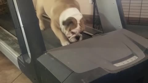 Dog Likes to Shout During its Workout