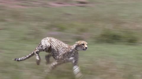 Cheetah - Fastest Running Animal!