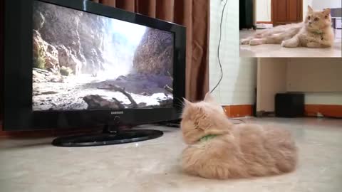 Cat watching the lion King movie