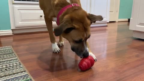 How to stuff a Kong for Dog Enrichment