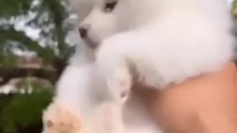 Puppy Digs Hole In Sand, Gets Angry When The Ocean Fills It Up Again