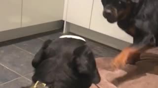 Rottweilers dont like sharing Bed