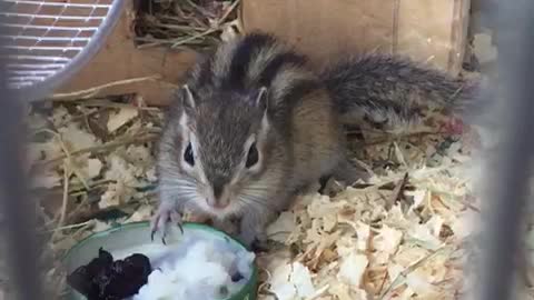 cute chipmunk eats porridge