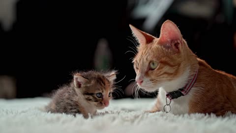 Cat with kitten