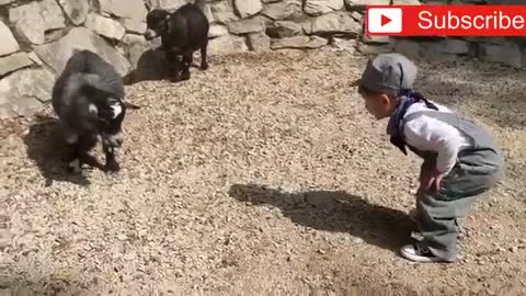 Funny goats , screaming, fainting and jumping 2019