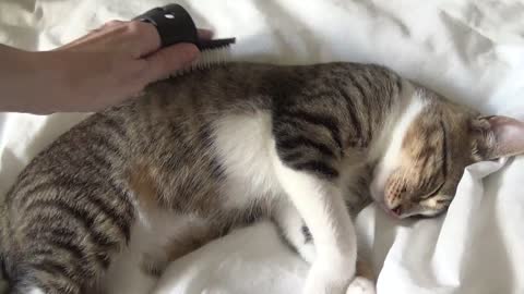 Rudolph the Little Cat Likes Being Brushed