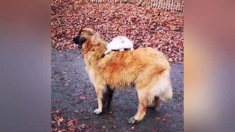 Cute puppy climbs on back of a duck. !!