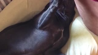 Black dog lying down when owner gets close to it
