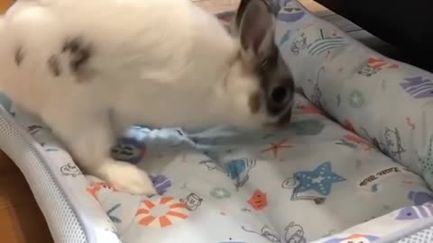 Funny and Cute Baby Bunny Rabbit Videos - Baby Animal Video