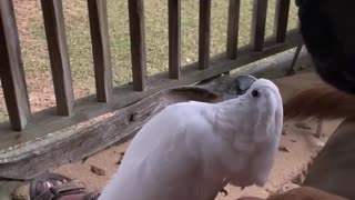 Cockatoo loves her dog friend