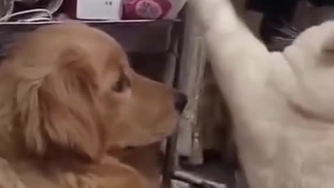 Funny dog