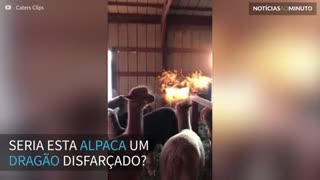 Dragão ou alpaca? Alpaca é filmada ‘soltando fogo’