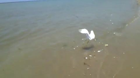 Trying to go after a heron at the edge of the beach, but it's faster [Nature & Animals]