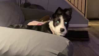 Zoey puppy needs constant attention