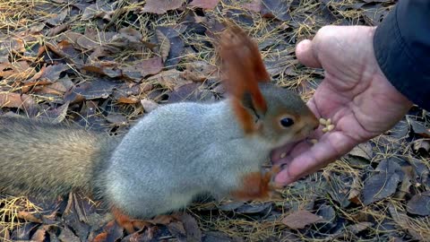 The squirrel eats from his friend's hand.