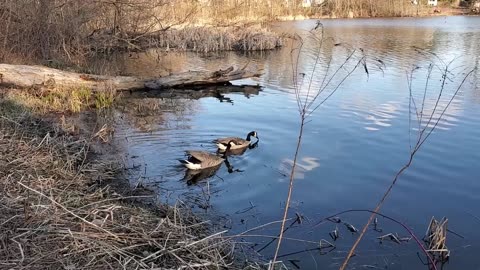 Geese at Neighborhood Pond