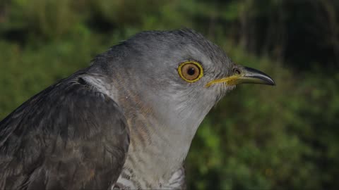 The Cuckoo: Close Up HD Footage (Cuculus canorus)