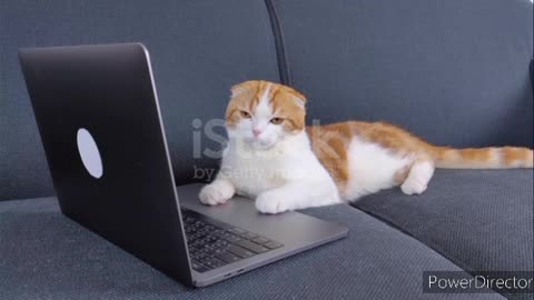 Cat laptop taipeng