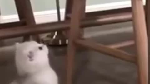 cate_—_animal_—_cute_dogs_—funny_animal_videos—Funny_video_