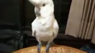 Dance of the funny parrot