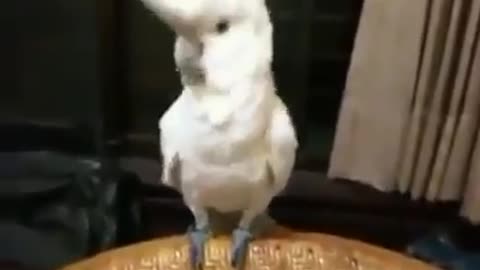 Dance of the funny parrot