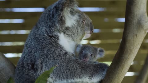 Most precious Koala Joey moments ever! -3