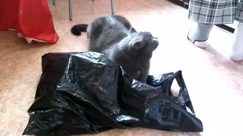 The cat has given a package from under garbage for food