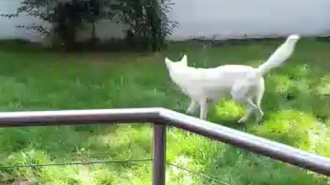White wolf likes to play with water
