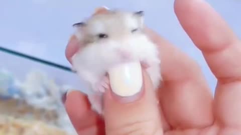 cute mini hamster😘 #viral #shorts #hamsterbabies #hamster #whitemouse