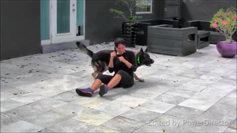 doggy sex Best funy moment of dog.verry funny video🤣