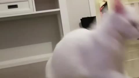 White Caty Playing With Toy