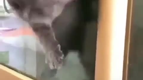 Houdini Cat