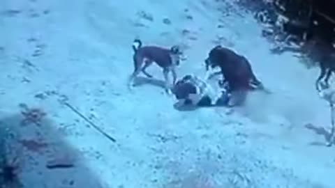 Insane dog gang fight live