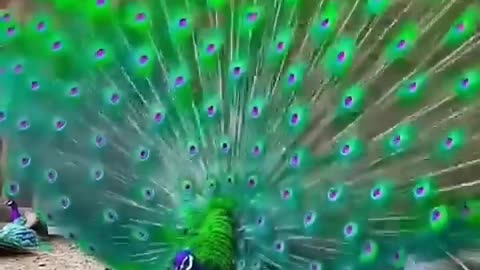 Beautiful peacock dance 🦚🦚😍