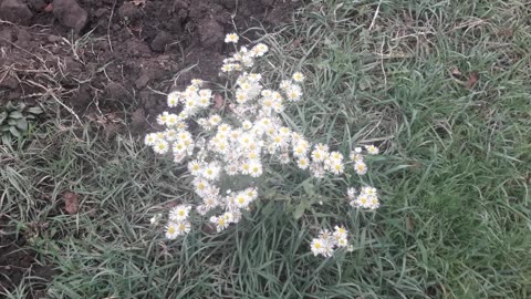 Wild chamomile as it is