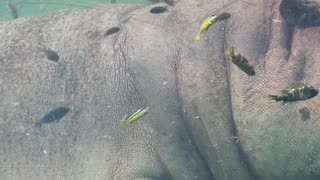 Captive Hippo Has Luxurious Spa Day