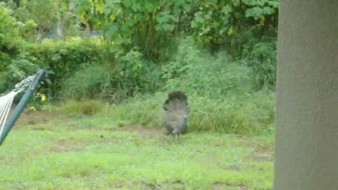 the peacock and the squirrel