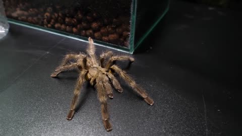 Tarantula mating gone wrong😣