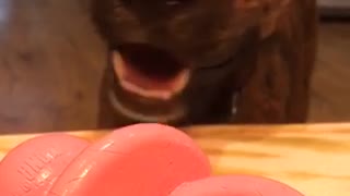 Brown dog gets a sad face when owner does not want to play