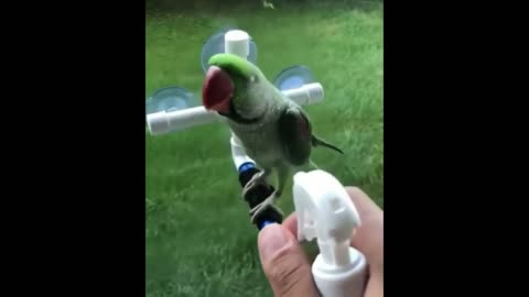 Spraying parrot 🦜🦜with water is very interesting🤣