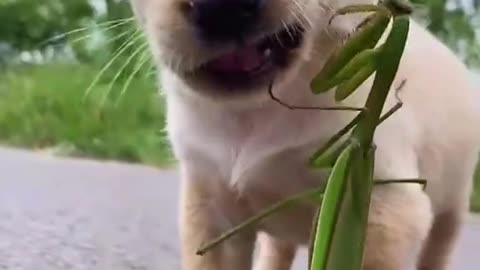 Cute dog pet and a insect enjoy the weather.