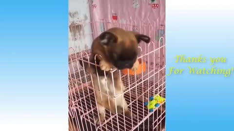 funny cat and cute dog compilations