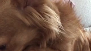 Golden dog puts face down in the hands of his owner