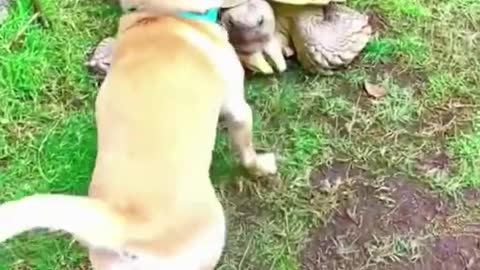 Dog and a tortoise are best friends