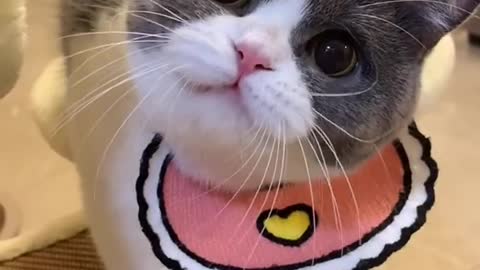 Little kitty Funny Cat And Lovely Cat Very Cute Kitty Video Tik Tok Funny