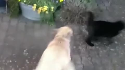 Cat vs Dog Fight