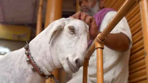 Indian Man Petting a Goat