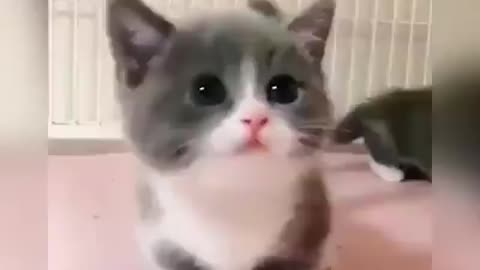 Baby Cats - Cutest Baby Cat Videos Compilation