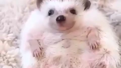 An interesting reaction of a frowning hedgehog when food is shown to her